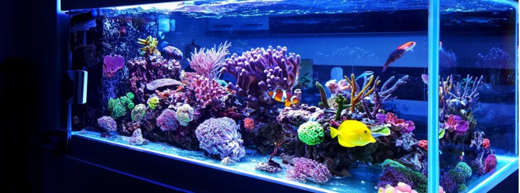 Cómo instalar un acuario de peces tropicales de agua dulce