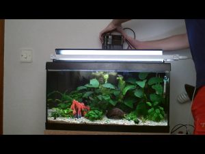 La importancia del mantenimiento del acuario