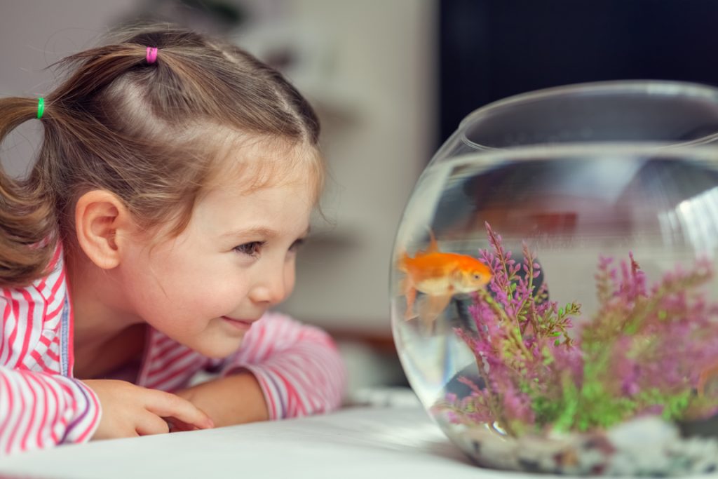 Acuario: Consejos para principientes