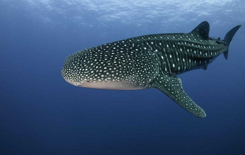 El gigante marino conocido como tiburón ballena