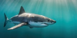 El tiburón blanco, la gran bestia blanca.