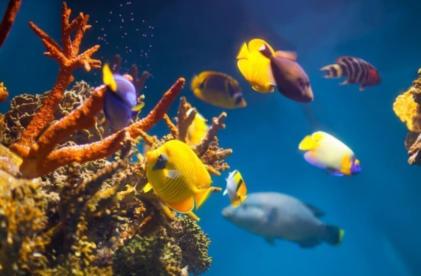 cuidado-de-peces-tropicales