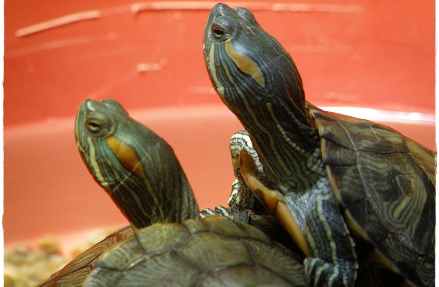 Cuida tu Tortuga Japonesa como un Maestro