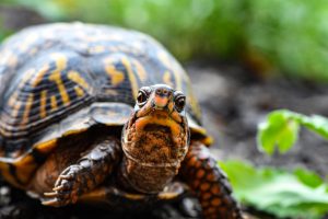 Guía Completa para el Cuidado de Tortugas de Agua