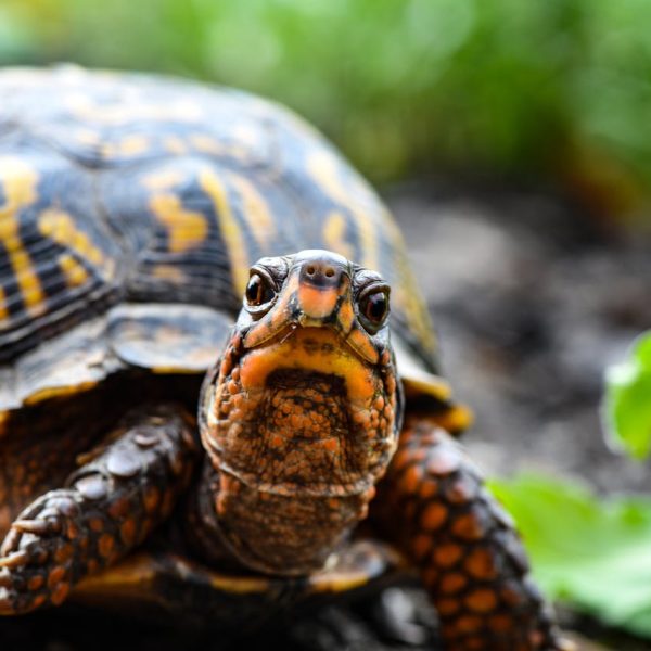 Guía Completa para el Cuidado de Tortugas de&hellip;