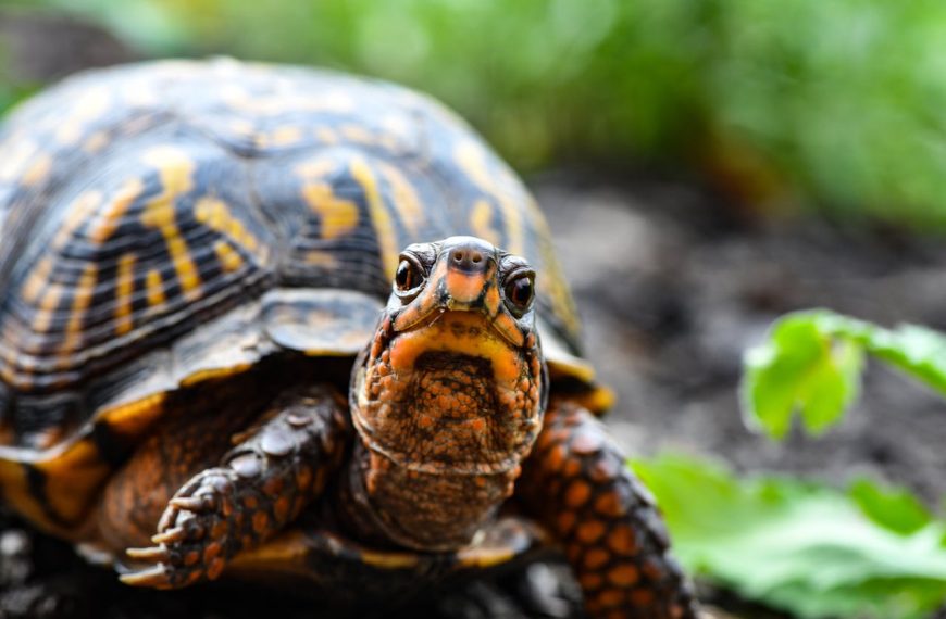Guía Completa para el Cuidado de Tortugas de Agua