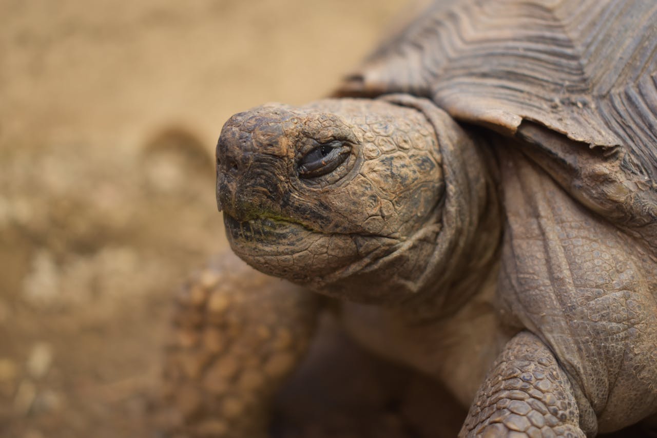 Secretos de la Longevidad de las Tortugas: Guardianas del Tiempo