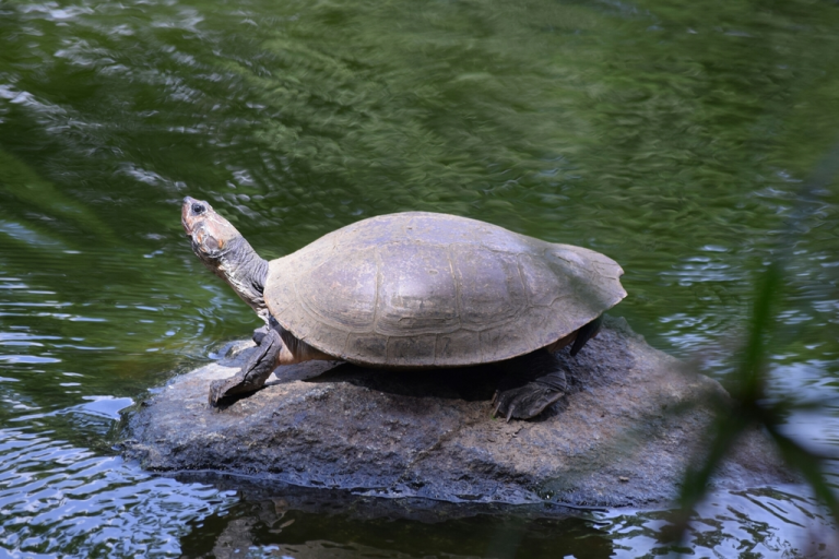 Diversidad Oculta: Explorando los Tipos de Tortugas de Río