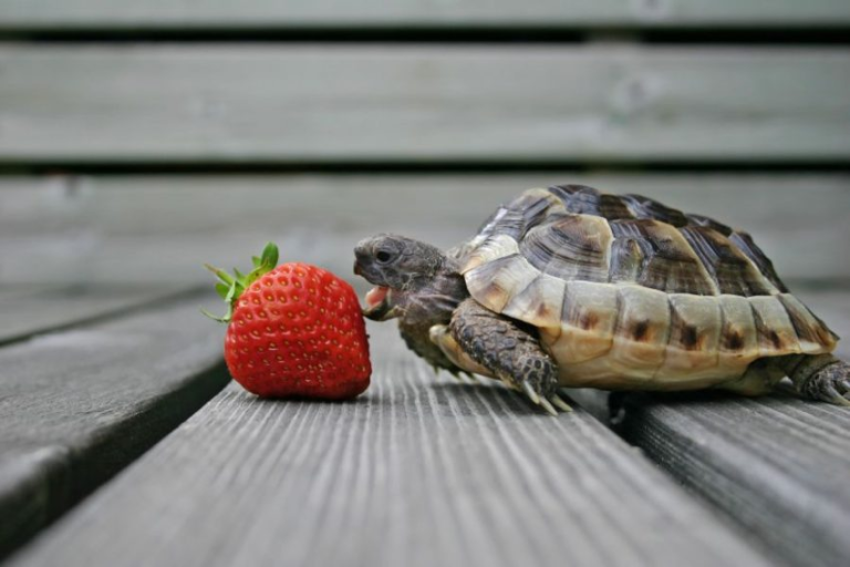 Descubre la Clasificación Biológica de las Tortugas