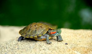 Descubriendo el Fluid Vital: El Asombroso Circuito Sanguíneo de las Tortugas Japonesas