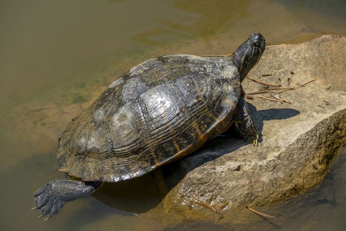 tortugas_de_1643317179