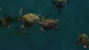 Photo Green sea turtle