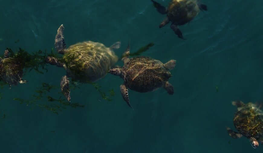 Photo Green sea turtle