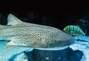 Photo Shark habitat
