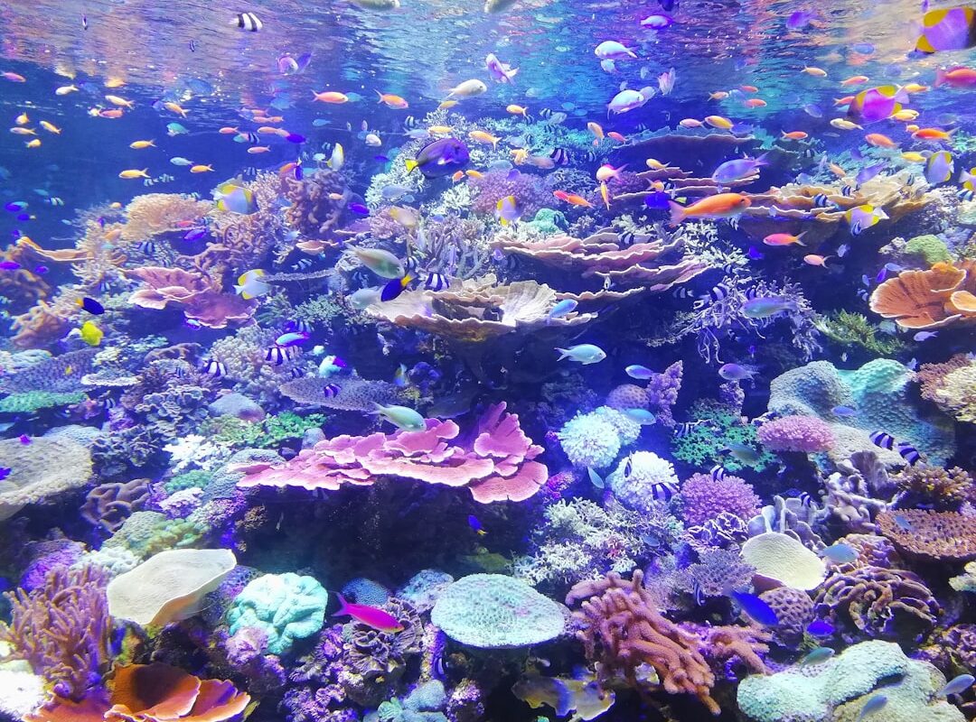 Photo Underwater journey