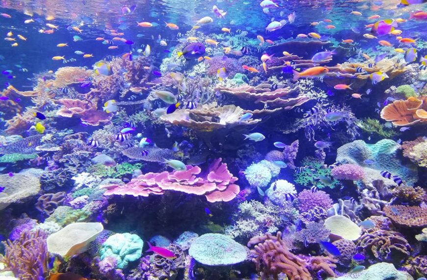 Photo Underwater journey