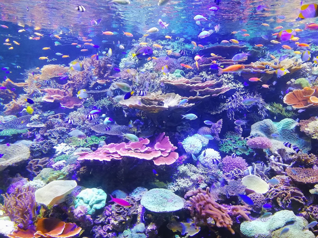 Photo Underwater journey