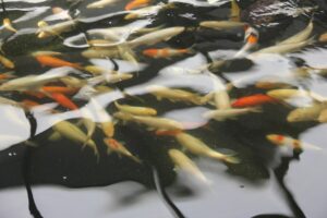 Photo Colorful fish