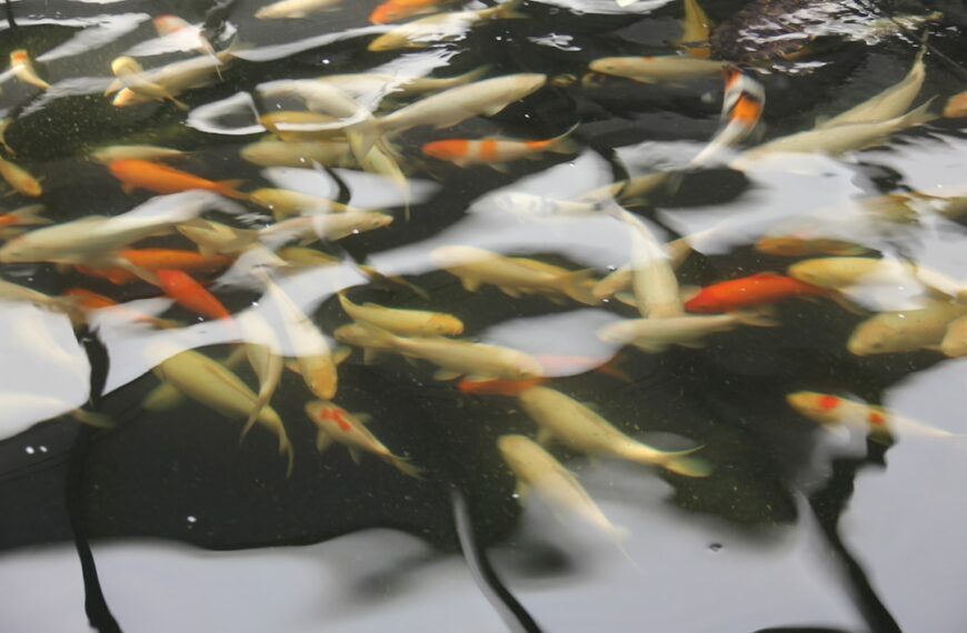 Photo Colorful fish