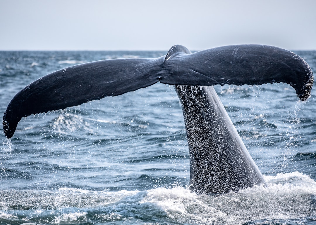 Photo Whale migration