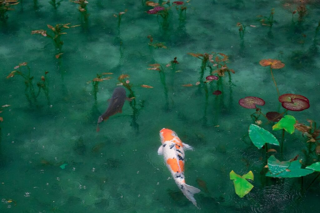 Photo Fish anatomy