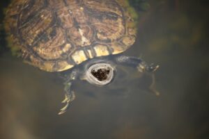 Photo River turtle