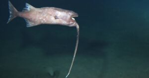 pez pescador nadando boca abajo c63e34db 231212113848 1200x630