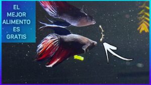 betta comiendo natural