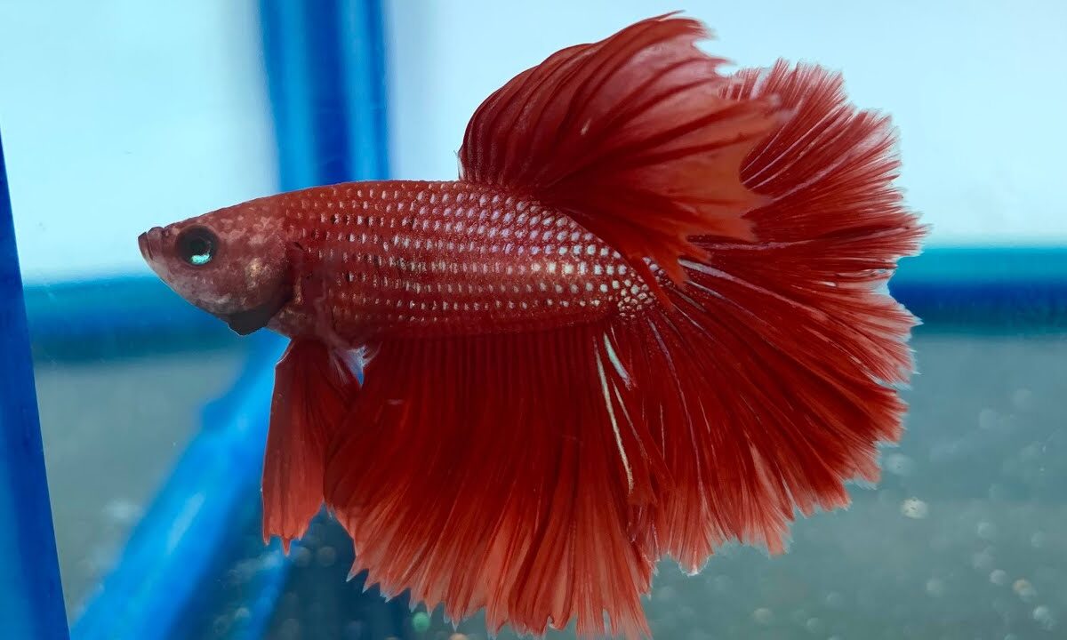 betta rojo