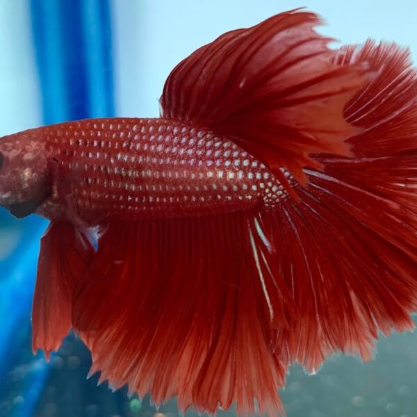 betta rojo