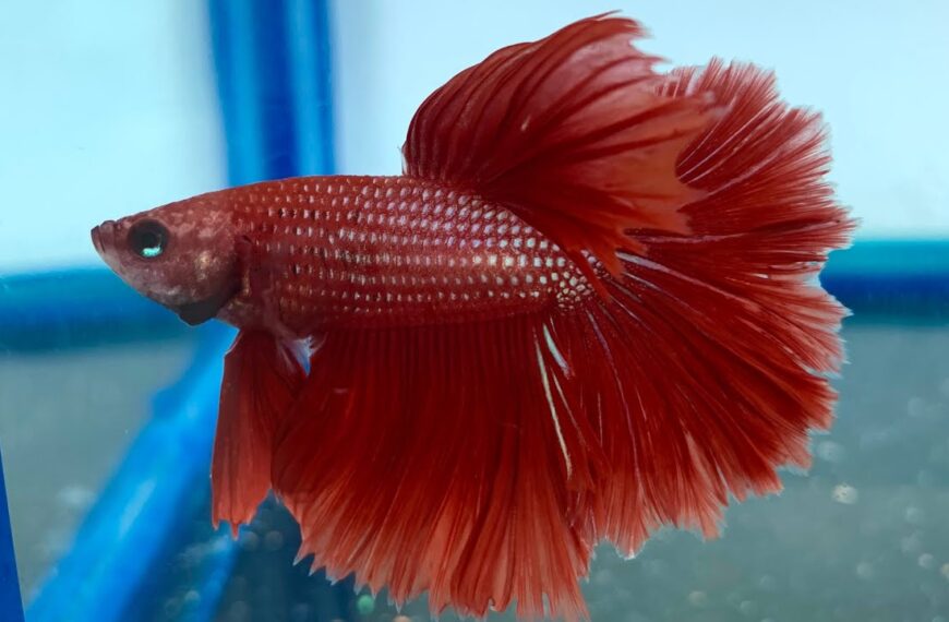 betta rojo