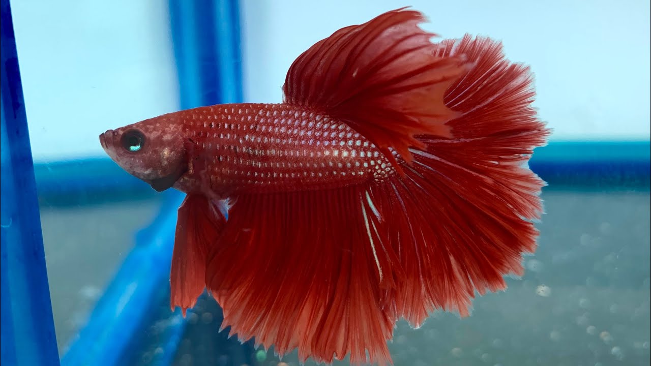 betta rojo