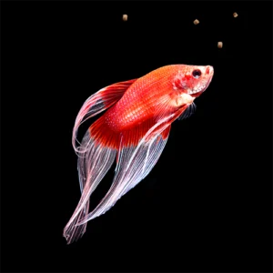betta comiendo