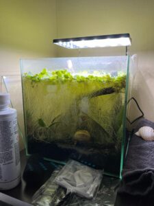 mal habitat
