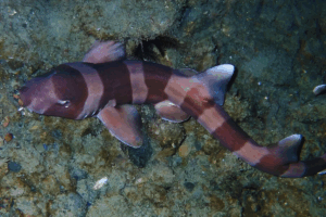 tiburondebambu (1)