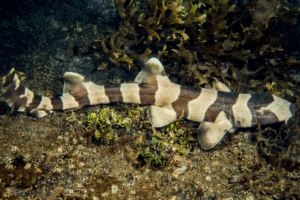 tiburondebambu