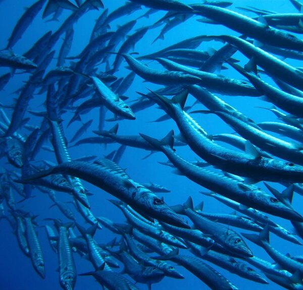depredadores oceánicos cartilaginosos revelados