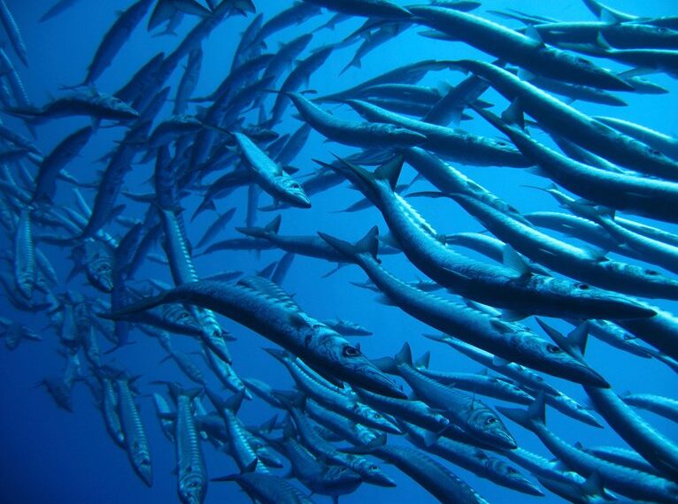 depredadores oceánicos cartilaginosos revelados