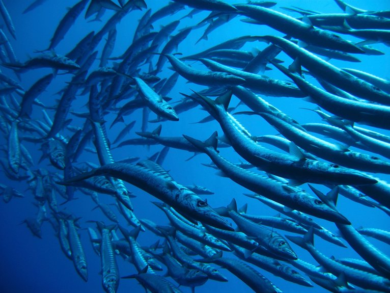 depredadores oceánicos cartilaginosos revelados