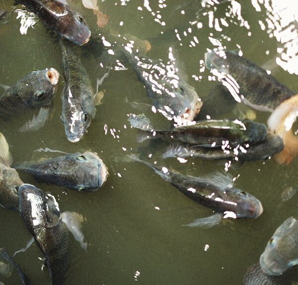 brote de enfermedad en salmones juveniles