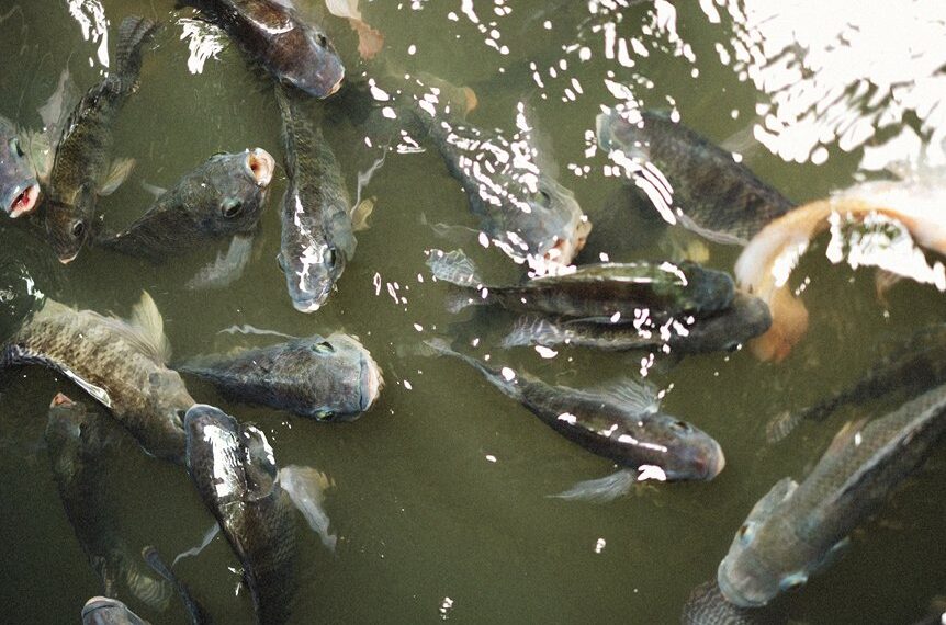 brote de enfermedad en salmones juveniles