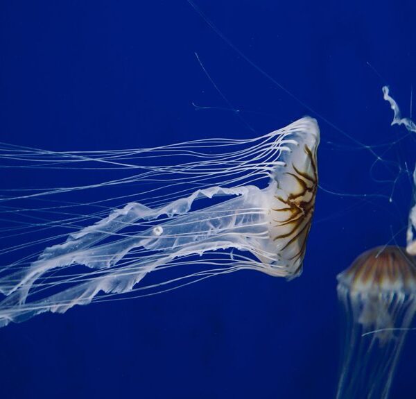 misterios de las medusas de las profundidades marinas