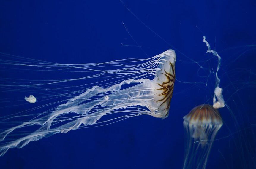 misterios de las medusas de las profundidades marinas