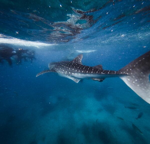 el tiburón ballena no es peligroso