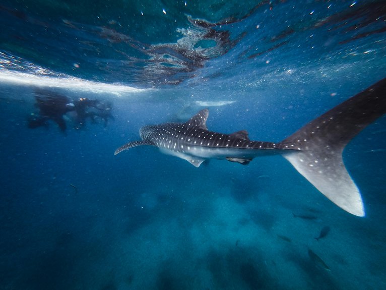 el tiburón ballena no es peligroso