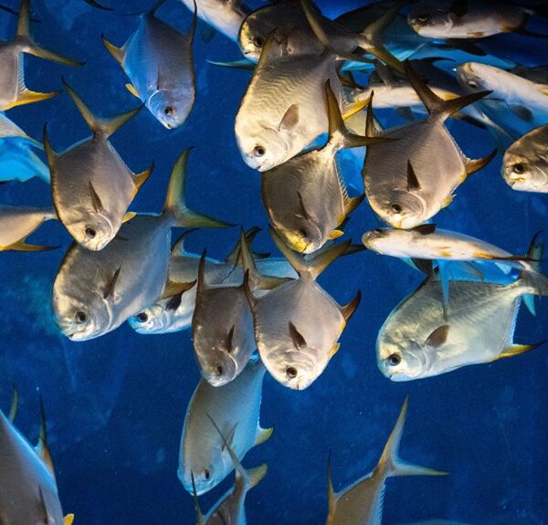 peces óseos y cartilaginosos