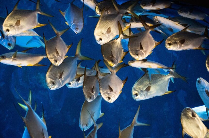 peces óseos y cartilaginosos