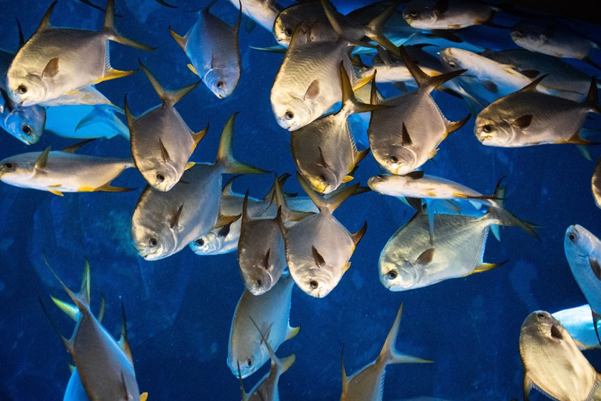 peces óseos y cartilaginosos
