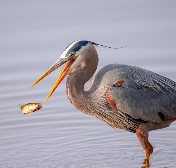 propuesta de prohibición de caza y pesca