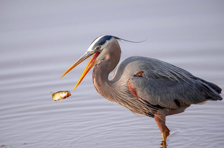 propuesta de prohibición de caza y pesca